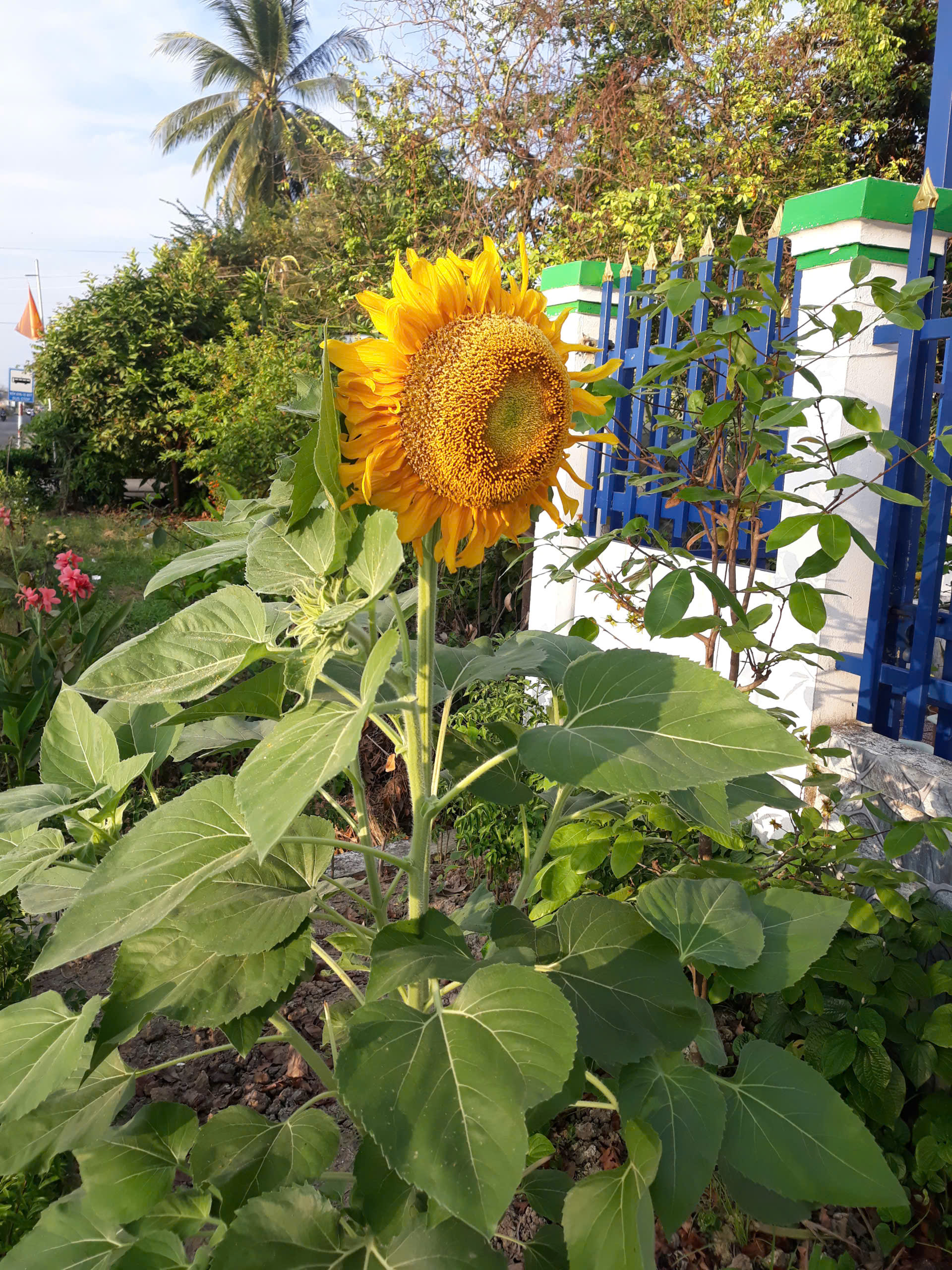 Hoa hướng dương