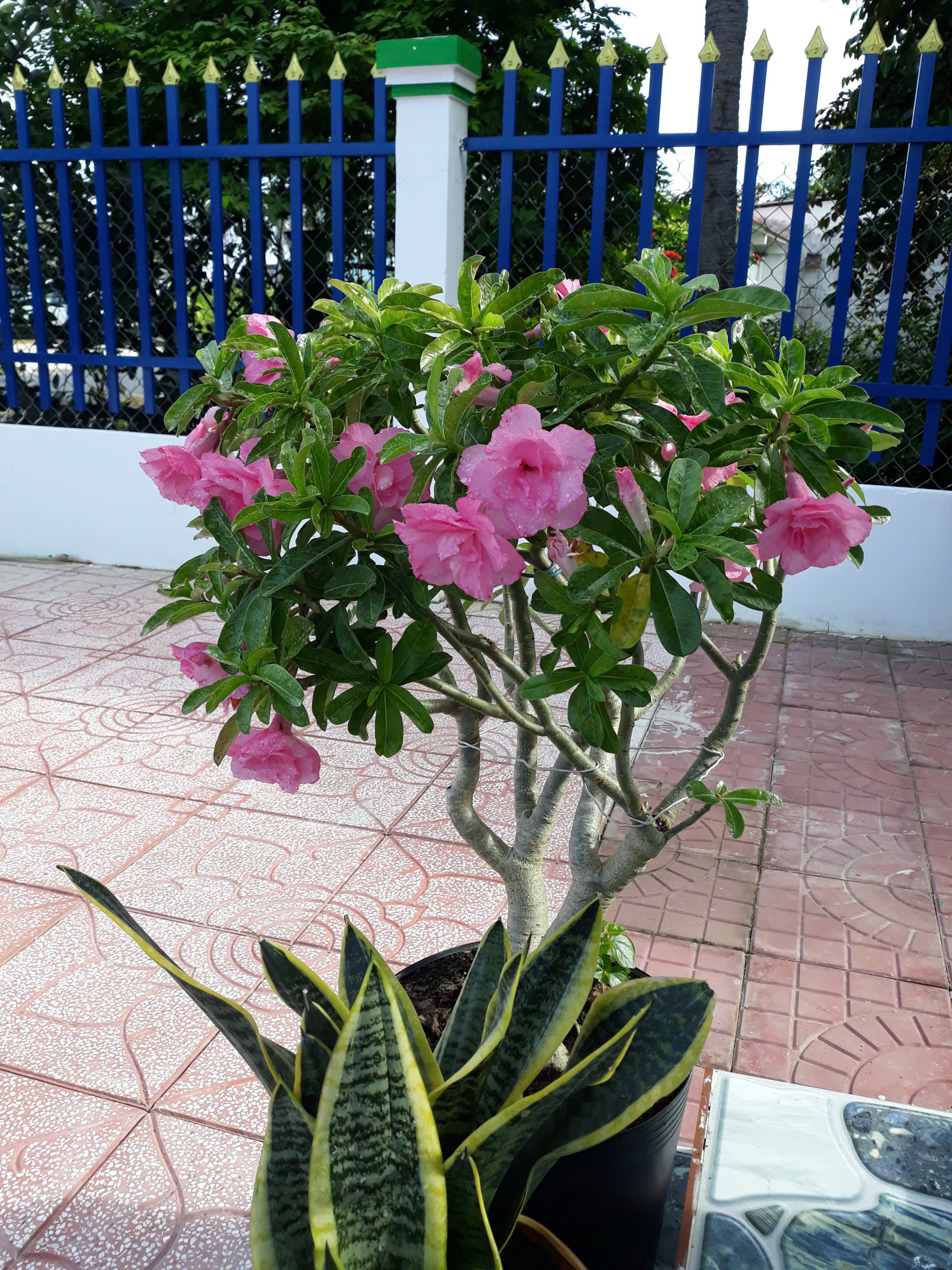 Hoa sứ